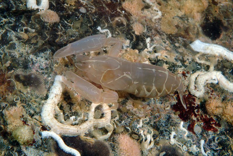 Pontonia pinnophylax